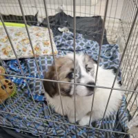 واگذاری توله سگ دوماهه نژاد مالتیز