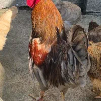 خروس|حیوانات مزرعه|سنگر, |دیوار