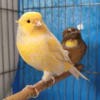 قناری ماده گلاستر