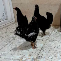 گل ۴عدد هستن دونه‌ای‌‌۴۰۰