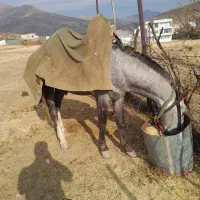 فروش ۲ تا اسب|اسب و تجهیزات اسب‌سواری|بانه, |دیوار