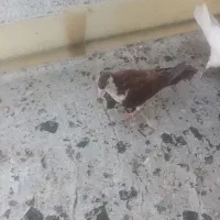 دوعددزینتی