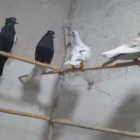 ۳۰ تا رنگی همه بشرط پرش