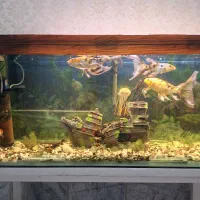 ماهی سوپر باله کوی