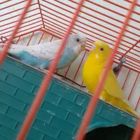 مرغ عشق