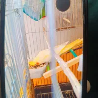 طوطی|پرنده|اسلام‌‌آباد غرب, |دیوار