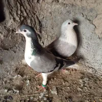 کبوتر سده