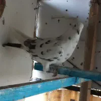 کفتر خال پیس|پرنده|تهران, کیانشهر|دیوار