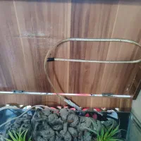 آکواریوم|ماهی|مبارکه, |دیوار