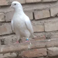 کبوتر