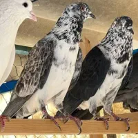 کبوتر گمشده