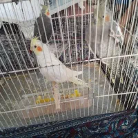 عروس هلندی