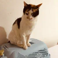 واگذاری رایگان