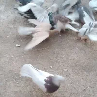 کبوتری پرشی