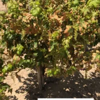 هرس کاری و باغبانی