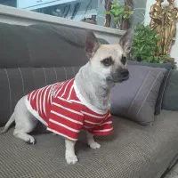 سگ ۵ ساله نر