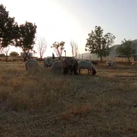 کاور پروار درجه یک|حیوانات مزرعه|ایوان, |دیوار