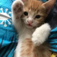 بچه گربه 2ماهه نربانمک