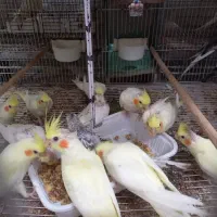 ۳۰عدد جوجه عروس هلندی|پرنده|بروجرد, |دیوار