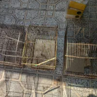 قفس|لوازم جانبی حیوانات|بوشهر, |دیوار