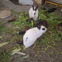 خرگوش بازیگوش و خانگی رودان سکل