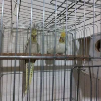 عروس هلندی جفتی همراه با قفس وجوجه|پرنده|الوند, |دیوار