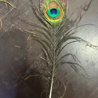 پر طاووس|صنایع دستی و سایر لوازم تزئینی|زارچ, |دیوار