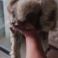 کلاه پشمی اصلی|لباس|شهرکرد, |دیوار