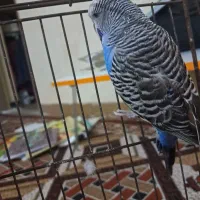 مرغ عشق انگلیسی نر|پرنده|ایذه, |دیوار