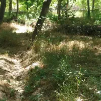زمین گردو 700متری بجنورد
