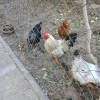 فروش ۳ عدد خروس