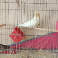 جفت عروس پاریس طوطی