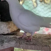 فروش کبوتر