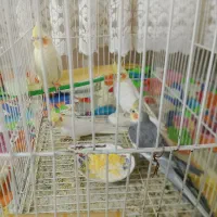 جفت عروس هلندی