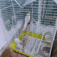 یک عدد عروس نر|پرنده|تهران, فرحزاد|دیوار