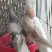 جوجه زات دار  وجفتگاهی