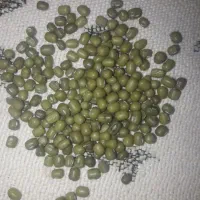 ۲۰ گونی ماش درج یک یک|خوردنی و آشامیدنی|چگنی, |دیوار