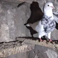 طوقی هفت رنگ نرفرفر|پرنده|باوی, |دیوار