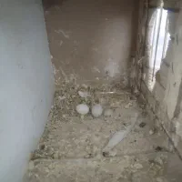 عروس هلندی بالغ وتخم گذار|پرنده|تهران, مسعودیه|دیوار