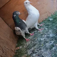 کبوتر رنگی|پرنده|بندر ماهشهر, |دیوار