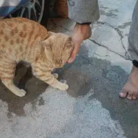 توله گربه نارنجی