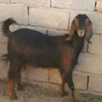 فروش ۶راس بز سرحال