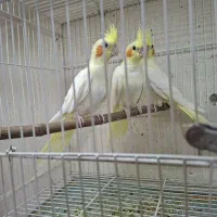 عروس هلندی جوجه