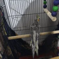 عروس هلندی|پرنده|بندرعباس, |دیوار