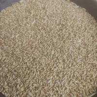 گندم واران|خدمات باغبانی و درختکاری|نقده, |دیوار
