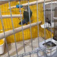 طوطی برزیلی نر