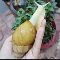 حلزون آلبینو (حیوان آپارتمانی)