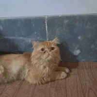 گربه گارفیلد اصل