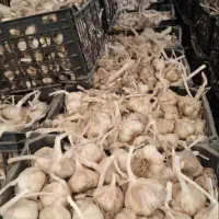 سیر خشک همدان|خوردنی و آشامیدنی|کرج, محمود آباد|دیوار