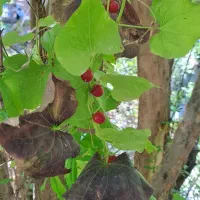 طبیعت گردی|فعالیت داوطلبانه|تهران, سازمان برنامه شمالی|دیوار